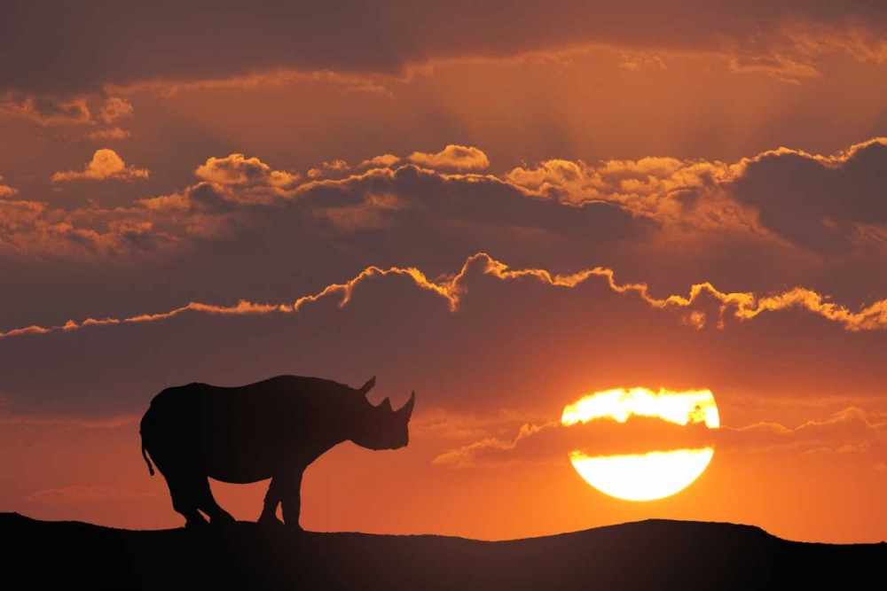 Kenya, Masai Mara White rhinos at sunset art print by Jim Zuckerman for $57.95 CAD